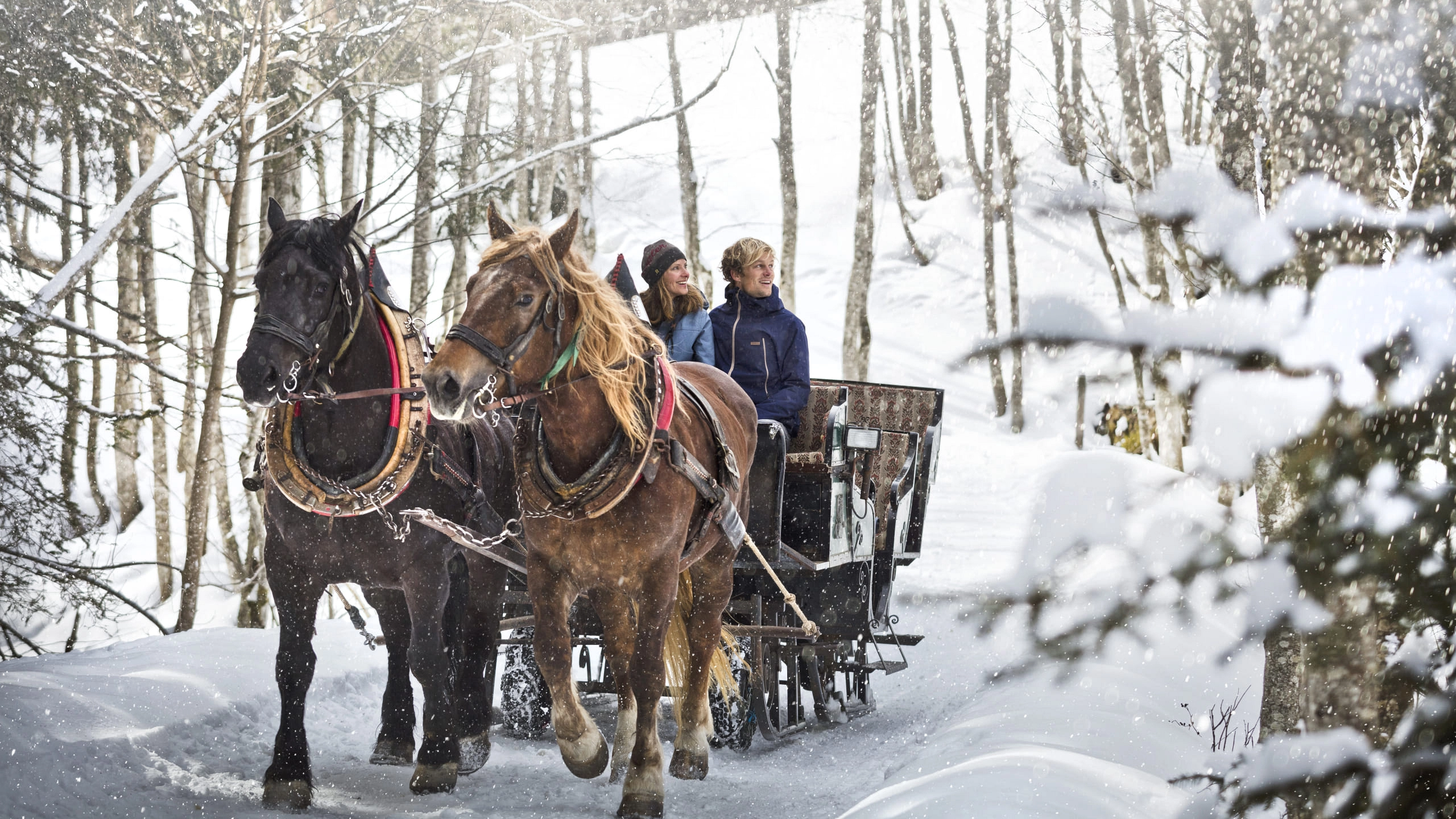 Pferdeschlitten mit zwei Pferden und Fahrgästen im Schneewald